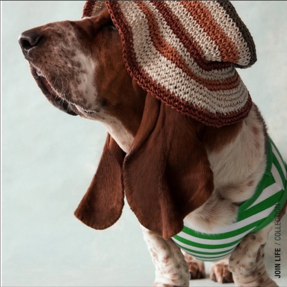 ZARA DOG SHIRT - Picture 5 of 5